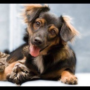 Meet your Posher, Chase